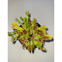 3 Small Venus Flytraps - Fly Trap - (Dionaea Muscipula) Carnivorous Plant 3 Inch Pot