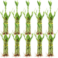 Set Of Ten 5 Stalk Lucky Bamboo Arrangements - 8 Inch Lucky Bamboo Indoor House Plants For Home And Office Decor - Nw Wholesaler