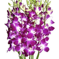 Premium Cut Purple Orchids (10 Stems Orchids) Prime Delivery