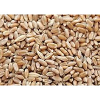 10Lbs Cover Crop Wheat (Winter Wheat)