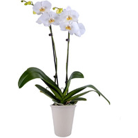 Decoblooms Living White Orchid Plant - 5 Inch Blooms - Fresh Flowering Home D  Cor