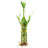 Live Lucky Bamboo 5 Stalk Arrangement - 8 Inch Live Indoor House Plant For Home Decor, Arts & Crafts, Zen Garden And Feng Shui - Nw Wholesaler