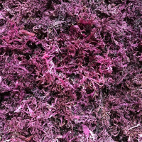 Purple Sea Moss | Irish Sea Moss | Wildcrafted - 100% Natural, Makes 120+ Oz Of Seamoss Gel, For Health & Wellness | Dr. Sebi - 8Oz