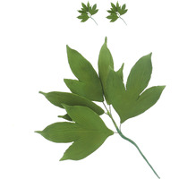 Global Sugar Art Peony Leaf Spray Sugar Cake Flowers, Green, 2 Count By Chef Alan Tetreault