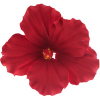 Global Sugar Art Hibiscus Sugar Cake Flowers, Red, Hawaiian Cake Flower Large 3 Count By Chef Alan Tetreault