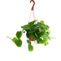 Shop Succulents Philodendron Cordatum Heartleaf Plant, Live Indoor Houseplant, Easy Care Trailing Plant For Home Decor, Office, Room Decoration, Perfect Housewarming Gift, 6 Inch Pot