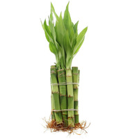 Nw Wholesaler - 4"" Live Lucky Bamboo Plant - Bundle Of 10 Stalks - Live Indoor Houseplants For Home Decor, Live Bamboo Plant, Indoor Low Light Plants, Feng Shui (10)