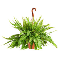 Shop Succulents Queen Fern Plant, Hanging Live Indoor Plant, Easy Care Hanging Trailing Houseplant In Nursery Pot, Air Purifying Plant In Soil, Housewarming, Home D  Cor, Trails 2-3 Feet