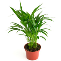 Shop Succulents Areca Palm, Live Indoor Plant, Low Maintenance Tropical Palm, Ideal For Home Decor, Office, And Room Enhancement, 6 Inch Nursery Pot