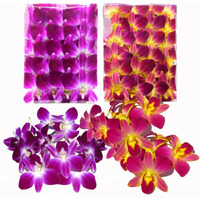 Miami Fresh Orchid Flower Orchidclub Usa Sunne Tropical Loose Bloom Diy Lei, Food & Drink Decoration 50/50 (Purple & Yellow)
