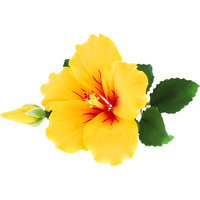Global Sugar Art Hibiscus Sugar Cake Flowers Spray, Yellow Hawaiian Cake Flower Large. 1 Count By Chef Alan Tetreault