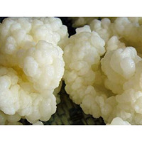 Kefir Grains - Living Probiotic Enriched