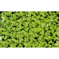 Duckweed (Lemna Minor) - 100/200/500 Live Plants (500) By Aqua Habit