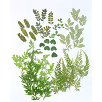 42 Pcs Real Dried Pressed Leaf Flowers Plant Herbarium For Craft Resin Jewelry Making (Green Leaf)