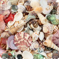 Weoxpr 200Pcs Sea Shells Bulk Mixed Ocean Beach Seashells For Kids, Various Sizes Natural Sea Shell For Crafts, Home Decorations, Beach Theme Party, Wedding Decor, Diy Crafts, Crafting Shells