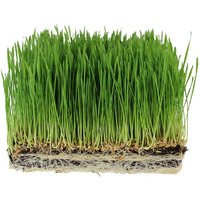Handy Pantry Organic Wheatgrass Seeds - For Wheat Grass, Cat Grass, Food Storage & More - Hard Red Wheat (2.5 Pounds)