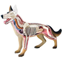 Tedco 4D Vision Dog Anatomy Model
