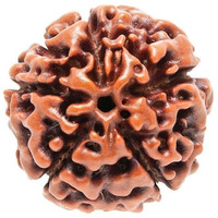 Petrichor Original Nepali Five Faced / 5 faced / 5 Mukhi Rudraksha (Paanch Mukhi Rudraksha) Brown color WITH CERTIFICATE