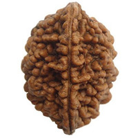 Original 2 Mukhi Rudraksha Bead