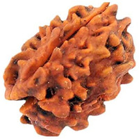 Original 3 Mukhi Rudraksha Bead