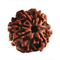 Original Nepali 7 Mukhi Rudraksha bead