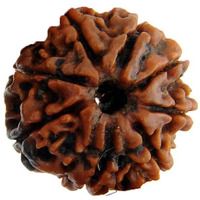 Original Nepali 8 Mukhi Rudraksha bead