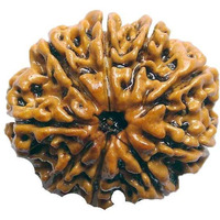 Original Nepali 9 Mukhi Rudraksha bead