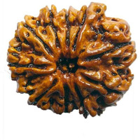 Original Nepali 10 Mukhi Rudraksha bead