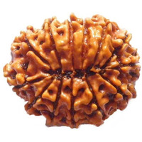 Original Nepali 13 Mukhi Rudraksha bead