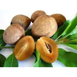 Fresh Sapodilla (Nispero) 3lb