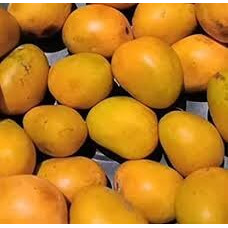 Fresh Alphonso Mango 11 CT