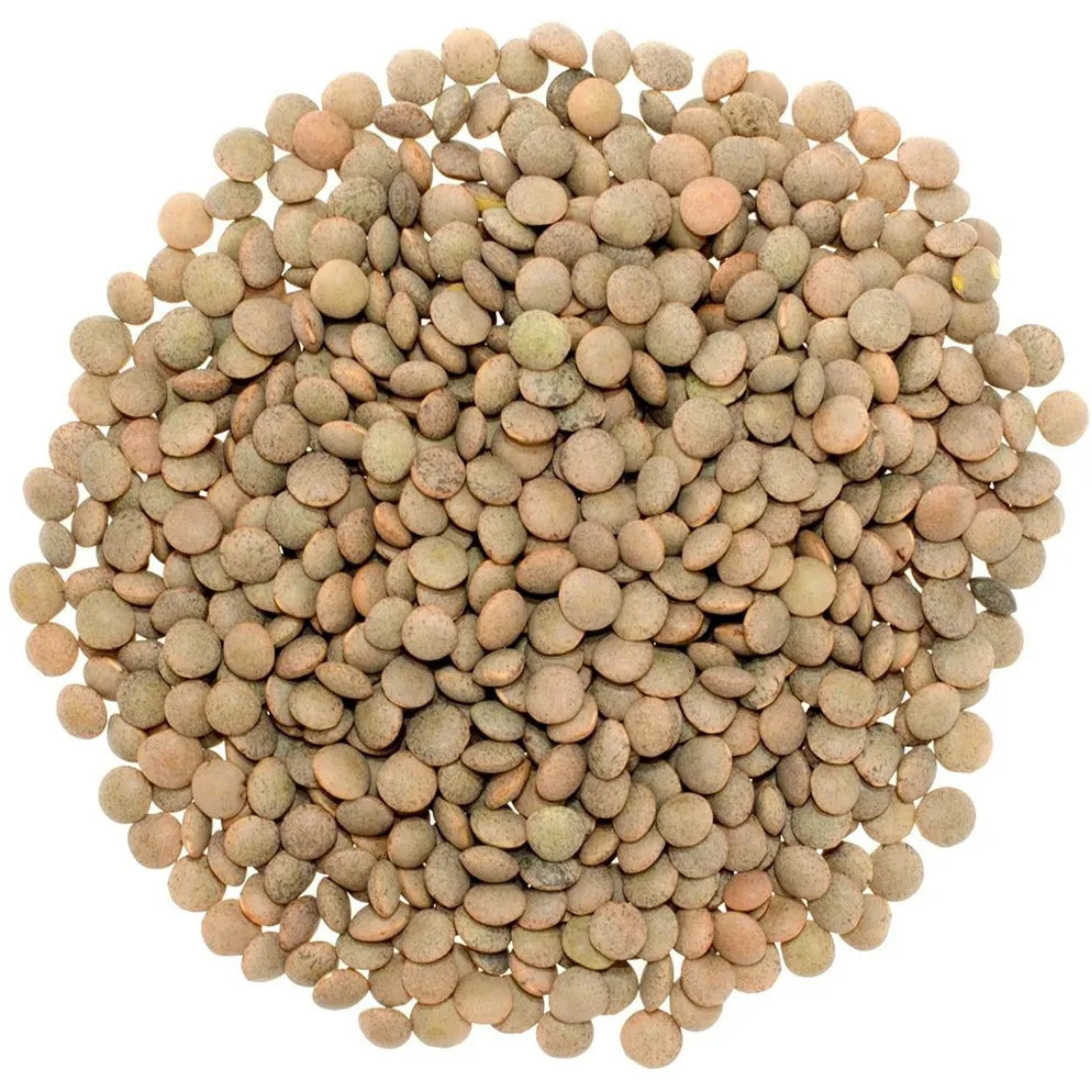Rani Desi Masoor (Masur) Whole 400oz (25lbs) 11.36kg (aka. Pardina Spanish / American Brown Lentils Whole) Bulk Box ~ All Natural, Vegan, Gluten Friendly, Product of USA