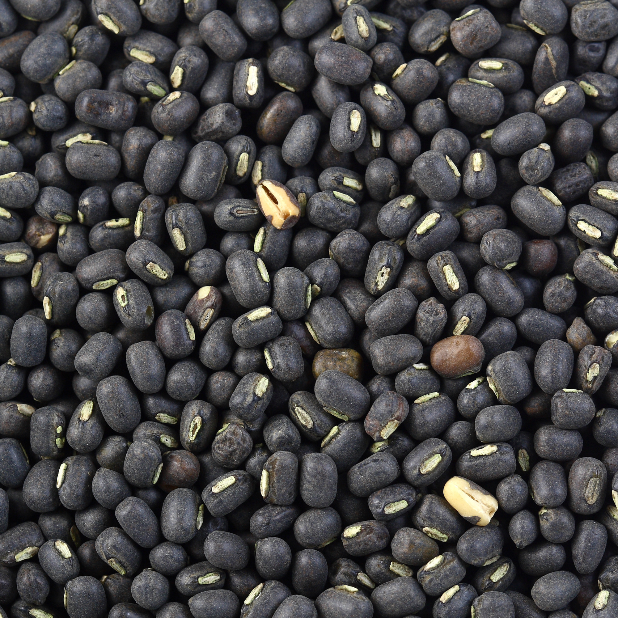 Rani Urid/Urad Whole Black (Matpe Beans with Skin) Indian Lentils 400oz (25lbs) 11.36kg Bulk Box ~ All Natural, Gluten Friendly, Non-GMO, Kosher, Vegan, Indian Origin (Size 400oz (25lbs) 11.36kg)