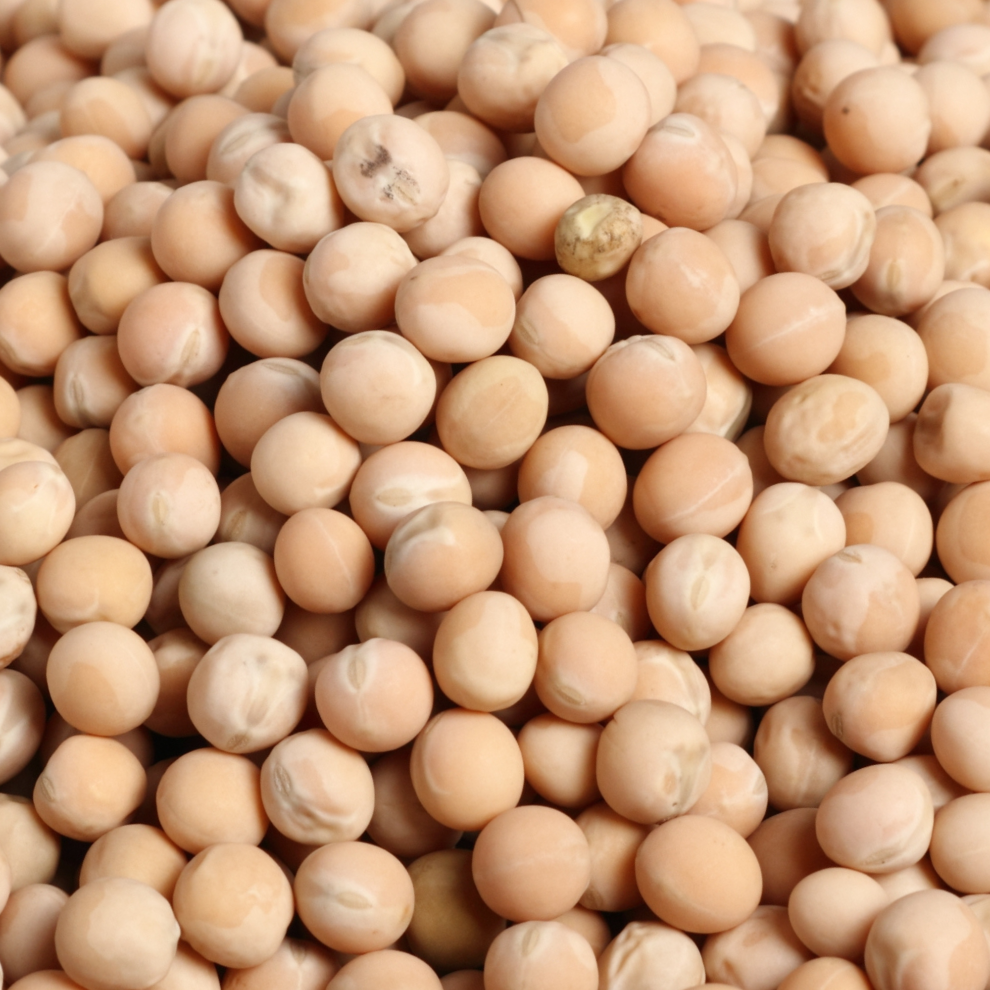 Rani Yellow Peas Whole, Dried (Vatana, Matar) 400oz (25lbs) 11.36kg Bulk Box ~ All Natural, Vegan, Gluten Friendly, Product of USA (Size 400oz (25lbs) 11.36kg)
