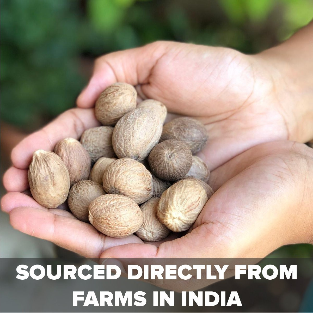 EL The Cook Whole Nutmeg Spice/Jaiphal | Aromatic Indian Spice | Natural, Vegan, Gluten Free, NON-GMO, Resealable Bag | Ideal for Indian, Asian Cooking, Tea, Coffee, Baking & Mulling Wine | 1.7oz (50gm) (Flavor Nutmeg/Jaiphal)