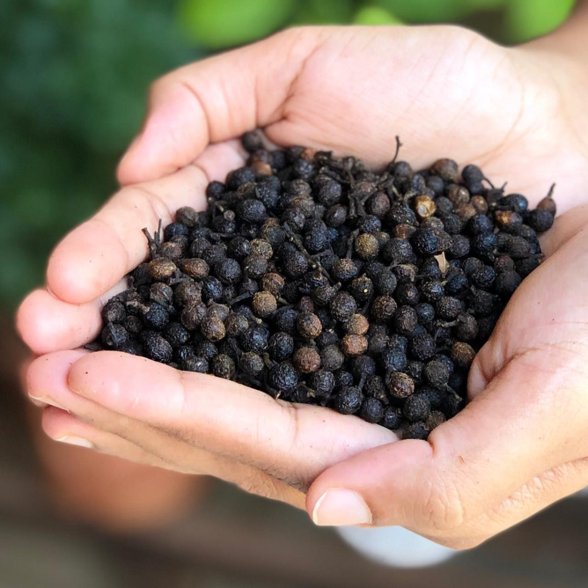 EL The Cook Whole Cubeba/Kababchini | Aromatic Indian Spice | Natural, Vegan, Gluten Free, NON-GMO, Resealable Bag | Ideal for Indian, Asian Cooking & Rice Dishes | 1.7oz (50gm) (Flavor Cubeba/Kababchini)