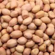 MEHARBAN PEANUTS