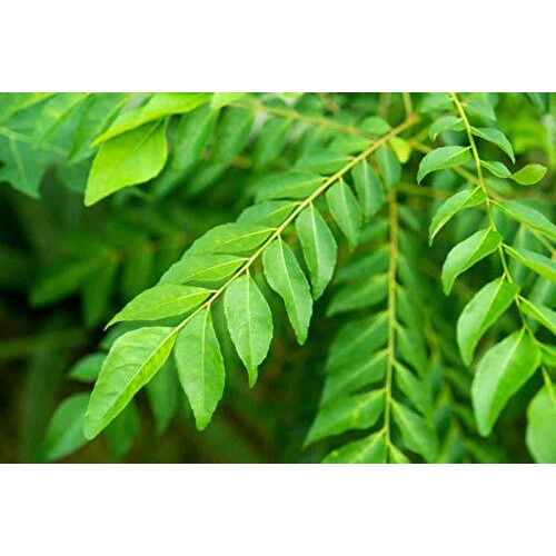 Natural Health Products 100% Natural Curry Leaves (Kadi Patta) Powder (Sun Dried & Stemless) for Strong and Shiny Hair 100Gms