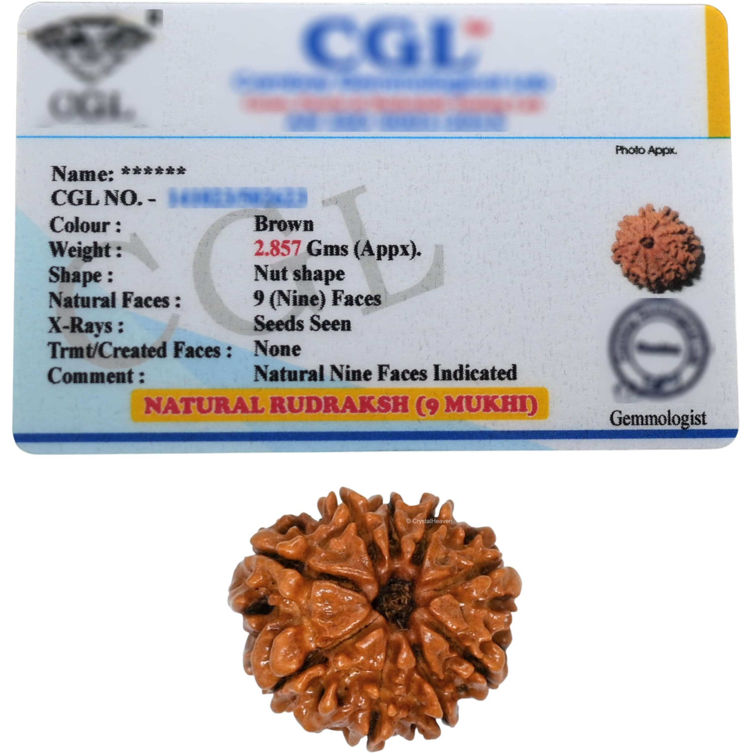 9 Mukhi Rudraksha Original Certified Bead - Natural Nepali 9 Mukhi Rudraks for Meditation and Prayer, Protection, Chakra Balancing, Spiritual Growth and DIY Pooja Supplies