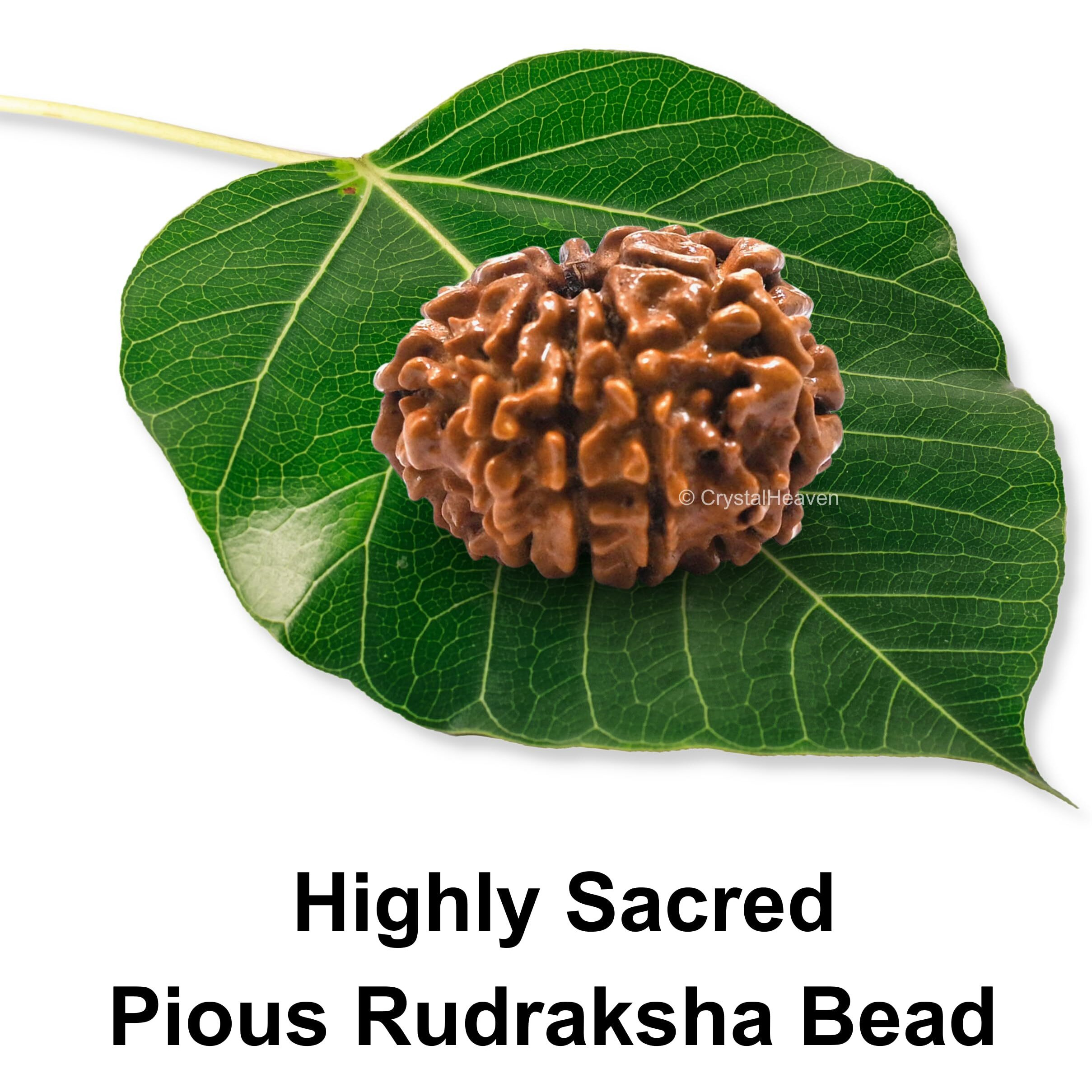 9 Mukhi Rudraksha Original Certified Bead - Natural Nepali 9 Mukhi Rudraks for Meditation and Prayer, Protection, Chakra Balancing, Spiritual Growth and DIY Pooja Supplies