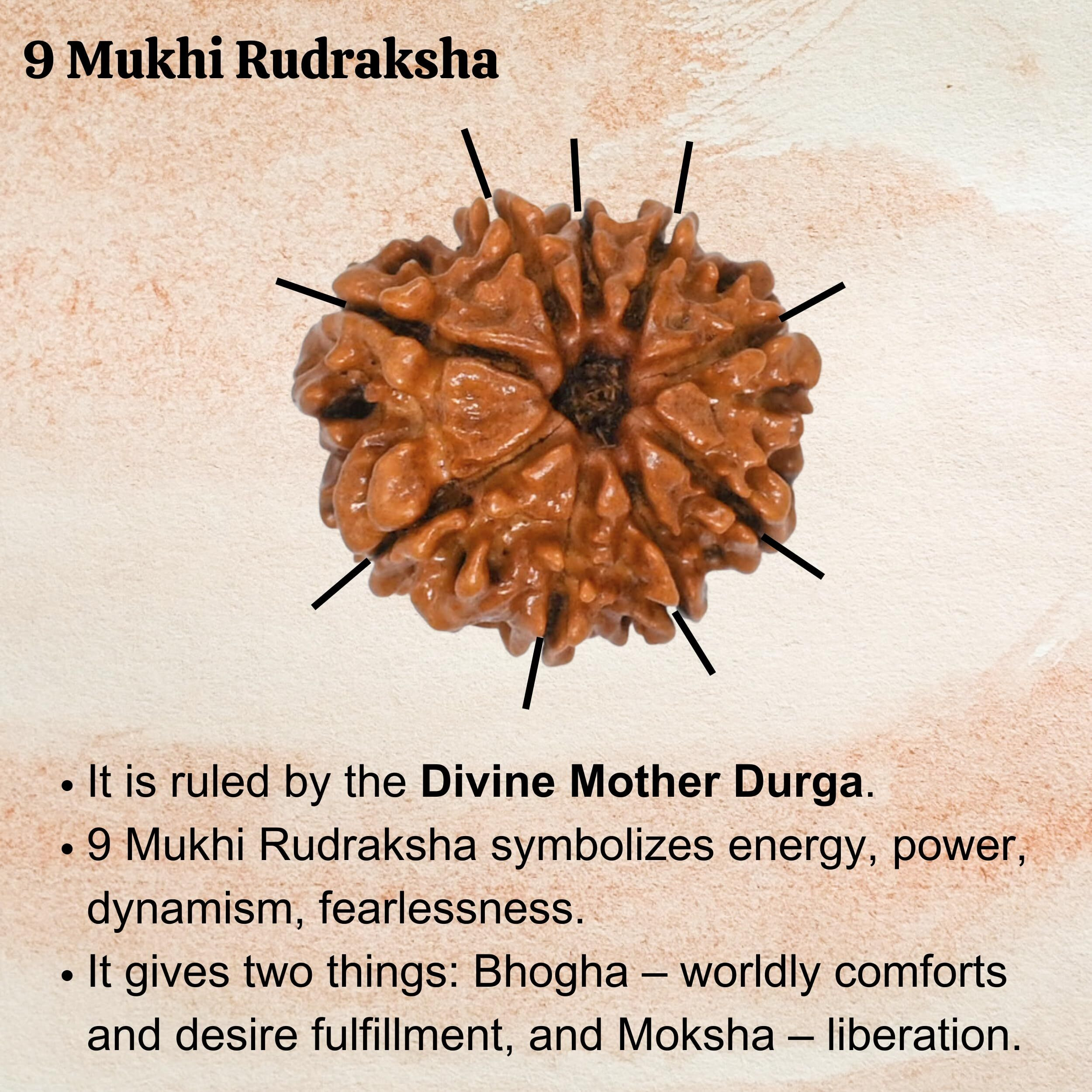 9 Mukhi Rudraksha Original Certified Bead - Natural Nepali 9 Mukhi Rudraks for Meditation and Prayer, Protection, Chakra Balancing, Spiritual Growth and DIY Pooja Supplies