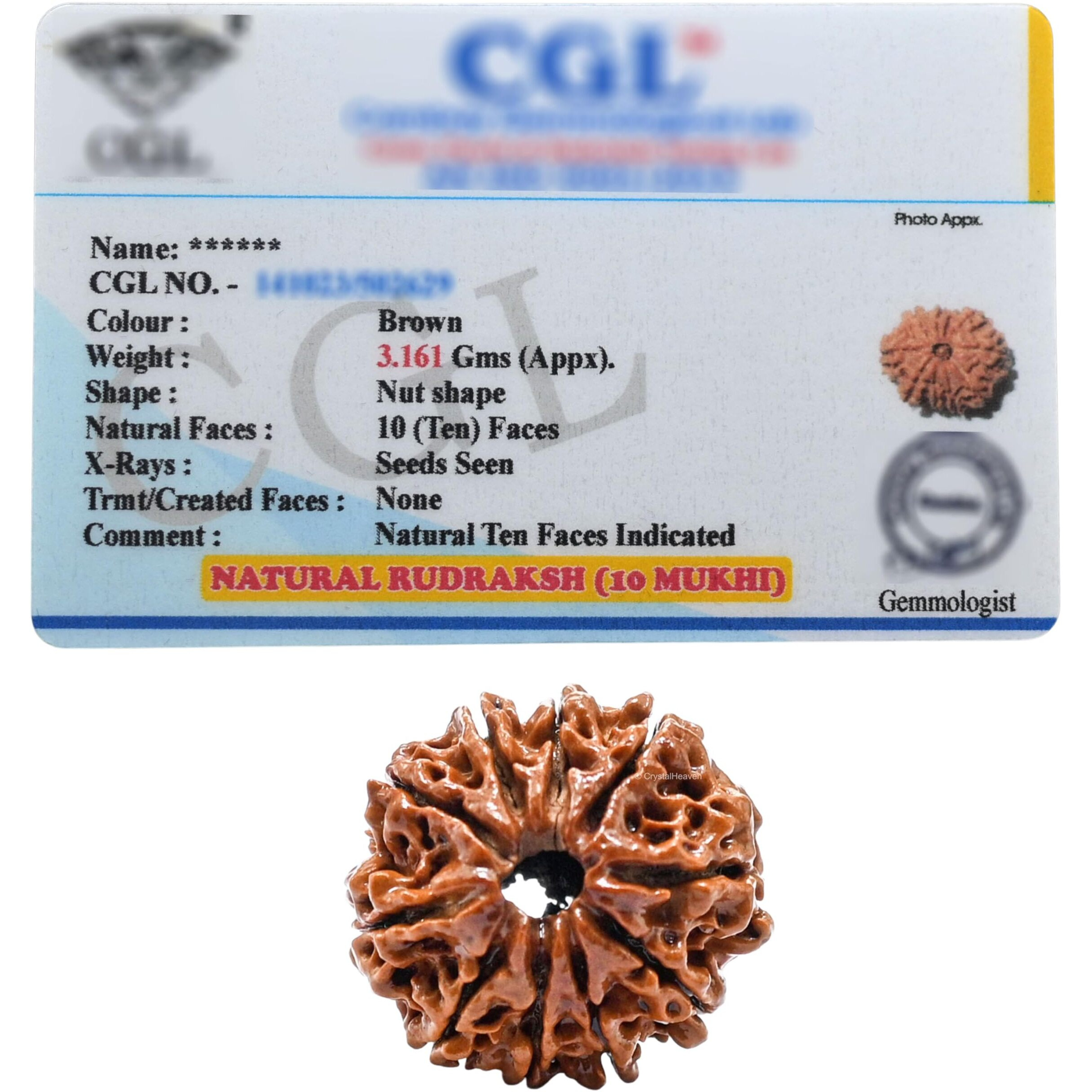 10 Mukhi Rudraksha Original Certified Bead - Natural Nepali 10 Mukhi Rudraks for Meditation and Prayer, Protection, Chakra Balancing, Spiritual Growth and DIY Pooja Supplies