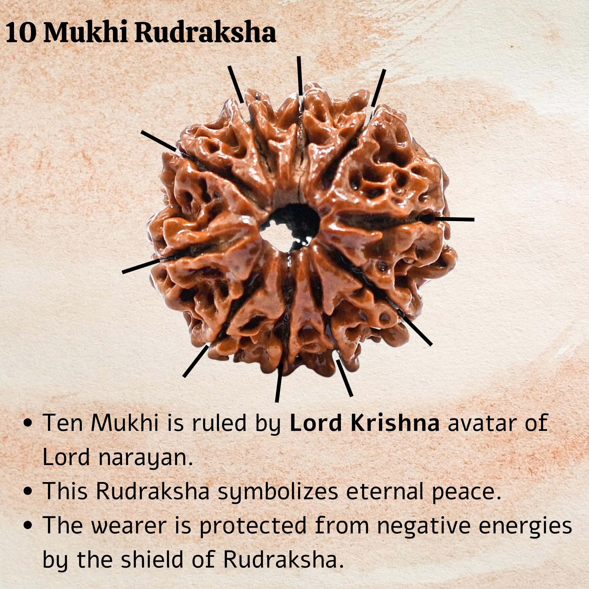 10 Mukhi Rudraksha Original Certified Bead - Natural Nepali 10 Mukhi Rudraks for Meditation and Prayer, Protection, Chakra Balancing, Spiritual Growth and DIY Pooja Supplies