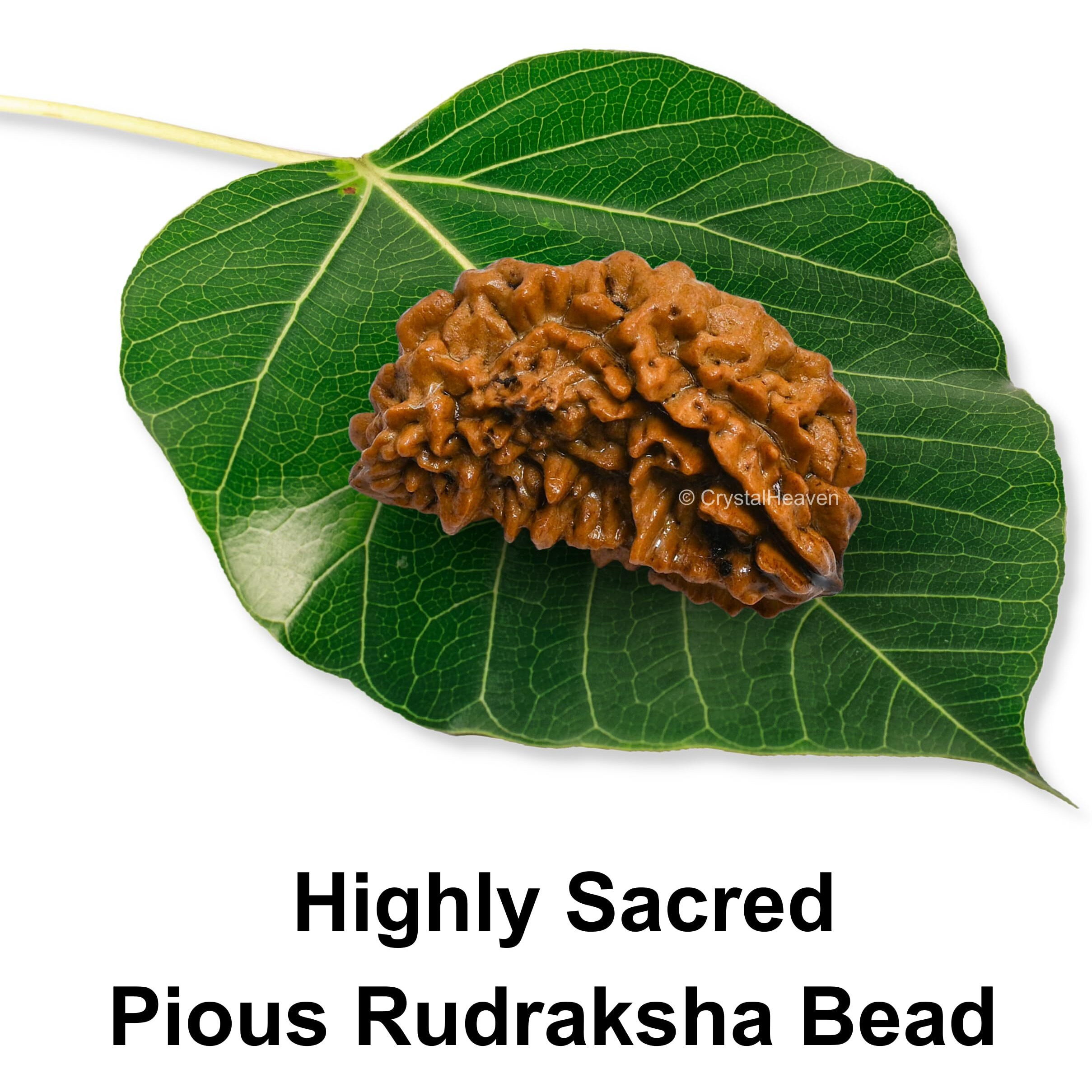 Crystal Heaven 1 Mukhi Rudraksha Original Certified Bead - Natural Nepali 1 Mukhi Rudraks For Meditation And Prayer, Protection, Chakra Balancing, Spiritual Growth And Diy Pooja Supplies