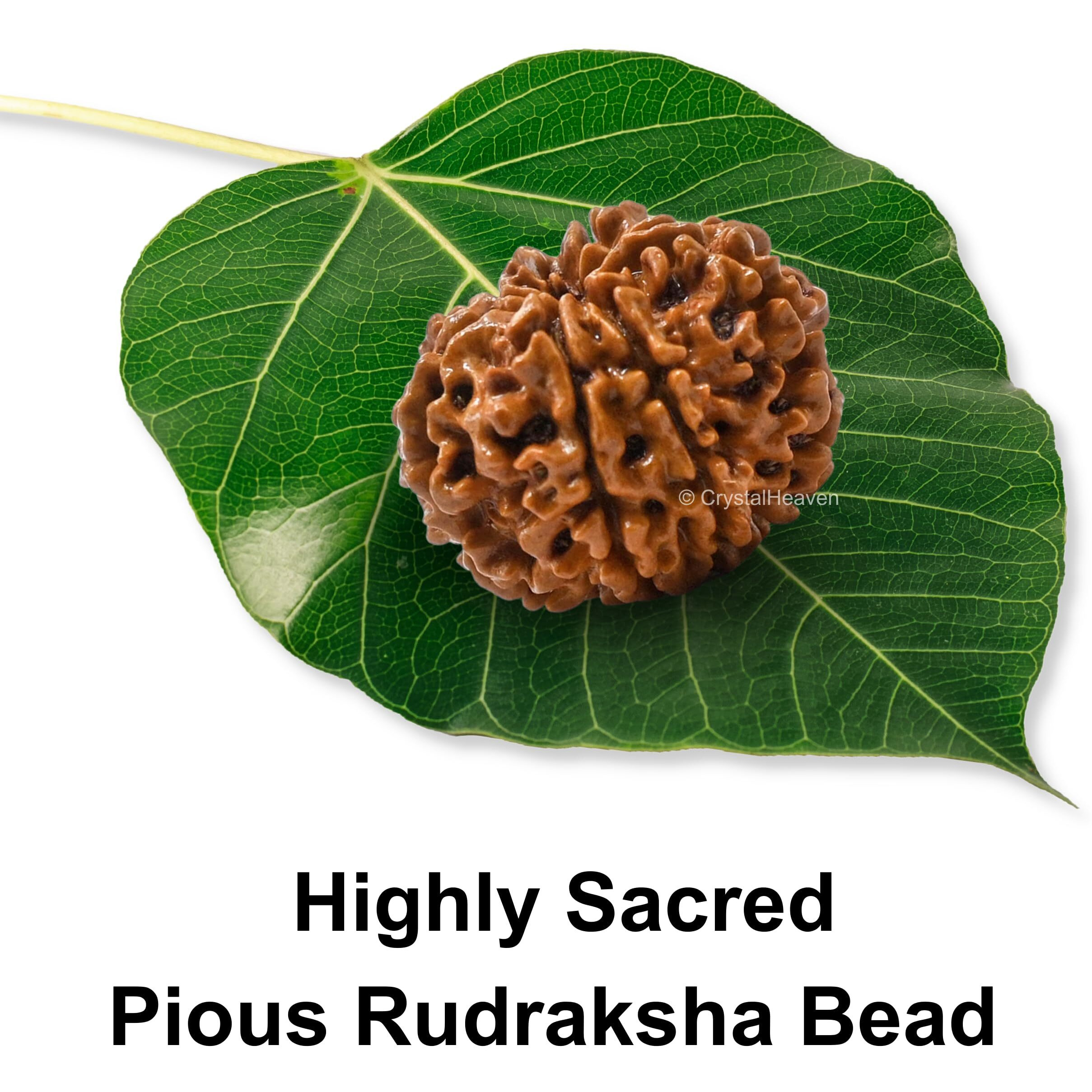 8 Mukhi Rudraksha Original Certified Bead - Natural Nepali 8 Mukhi Rudraks for Meditation and Prayer, Protection, Chakra Balancing, Spiritual Growth and DIY Pooja Supplies