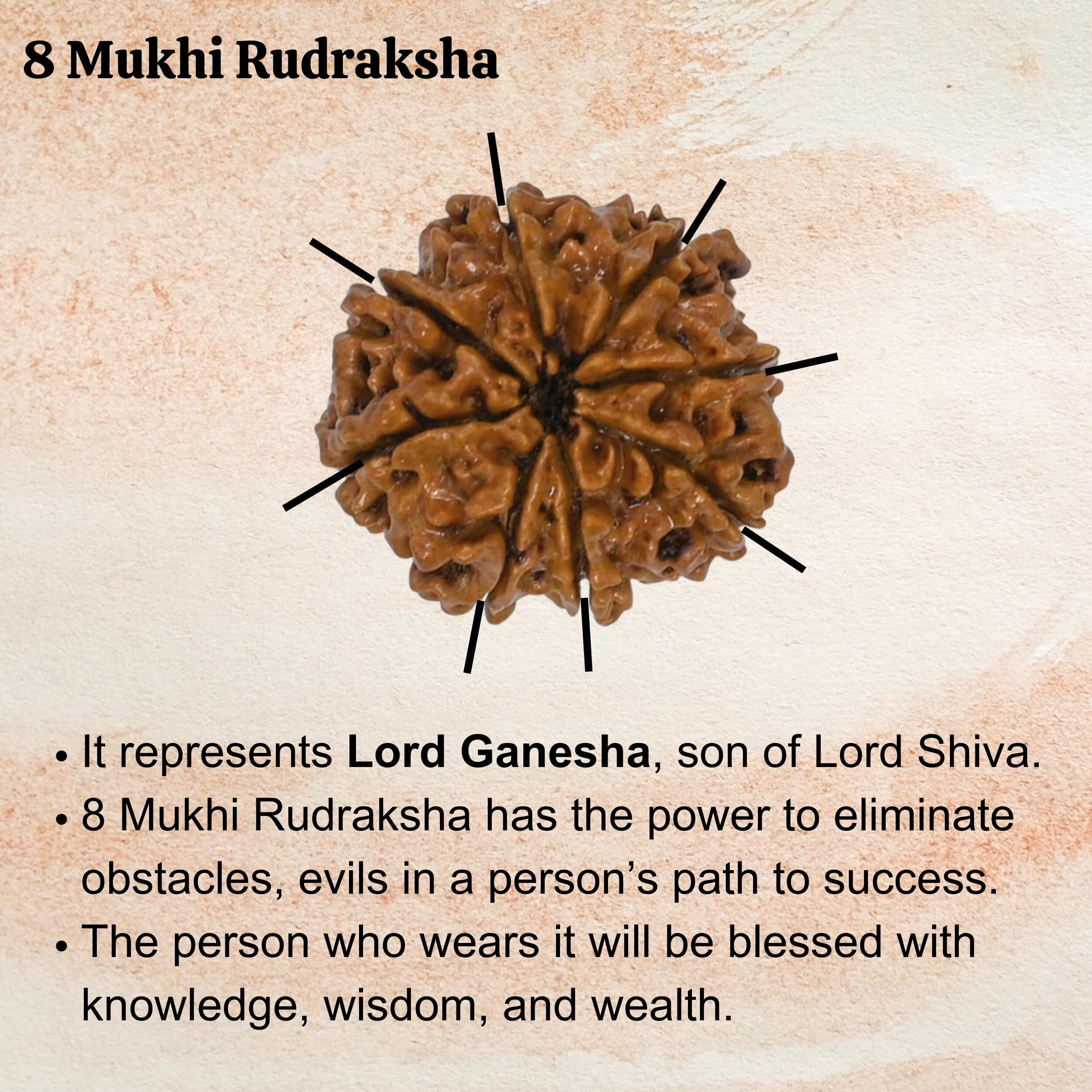 8 Mukhi Rudraksha Original Certified Bead - Natural Nepali 8 Mukhi Rudraks for Meditation and Prayer, Protection, Chakra Balancing, Spiritual Growth and DIY Pooja Supplies