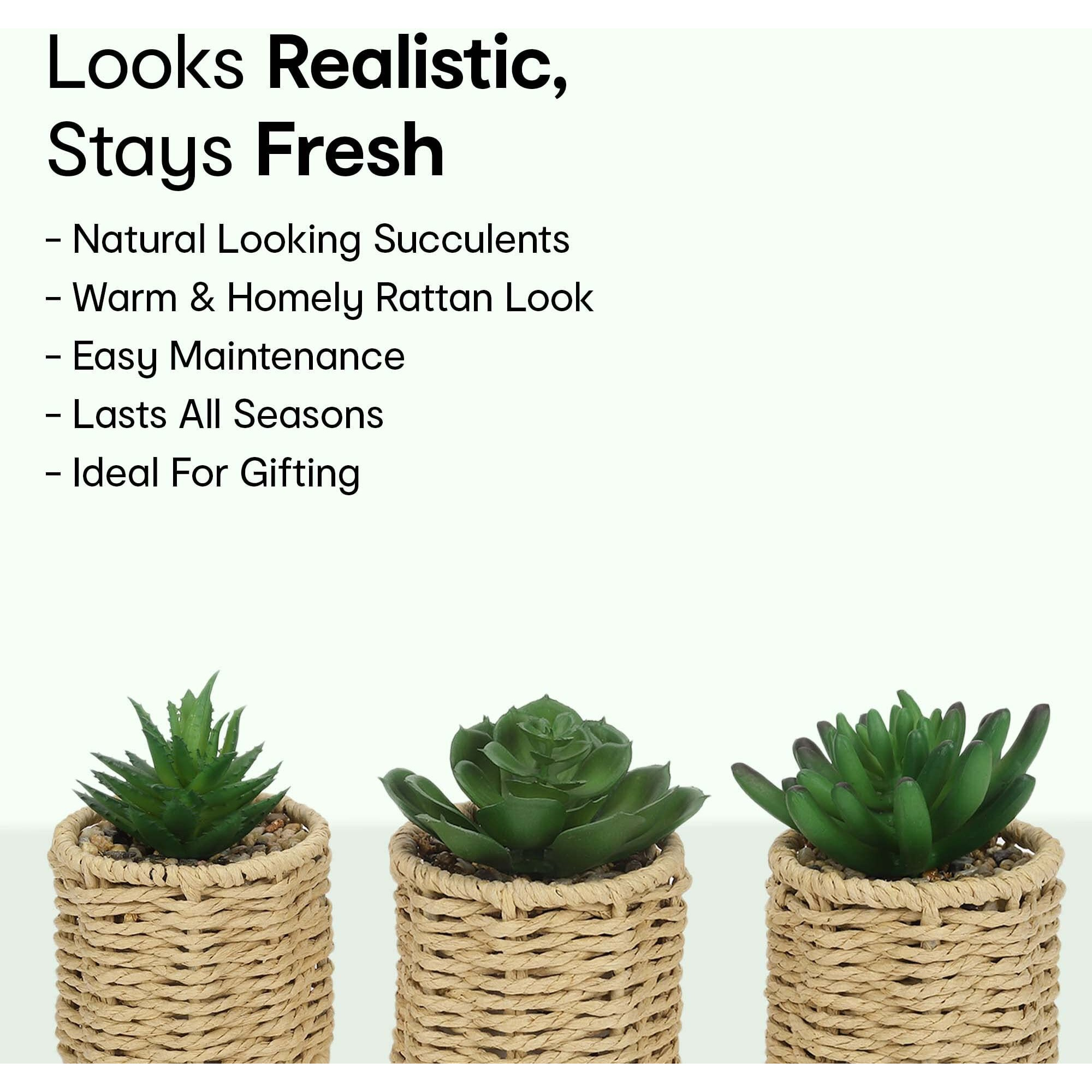 Anko Set of 3 Artificial Mini Succulent Plants with Rattan Look Pots | Decorative Artificial Plant for Home, Office, Bedroom, Balcony, Living Room | Natural Look Artificial Plant for Home Dcor