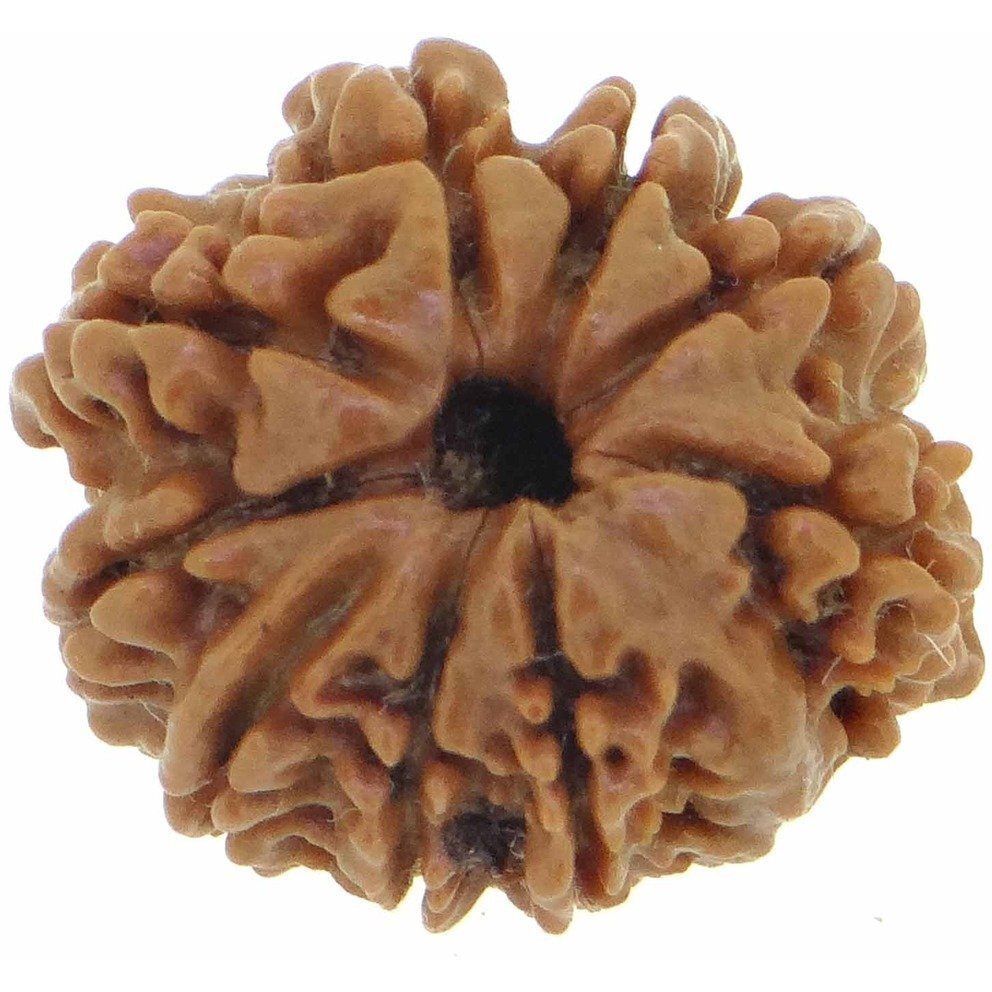 Arihant Gems & Jewels 9 Mukhi/Faced Nepali Rudraksha | Natural & Certified | Astrological Nine Mukhi/Faced Rudraksha | Positive Effect | Unisex Both for Men & Women