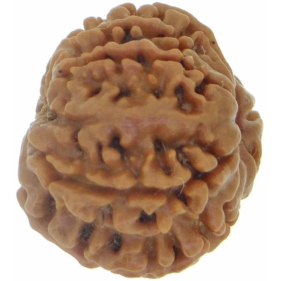 Arihant Gems & Jewels 9 Mukhi/Faced Nepali Rudraksha | Natural & Certified | Astrological Nine Mukhi/Faced Rudraksha | Positive Effect | Unisex Both for Men & Women