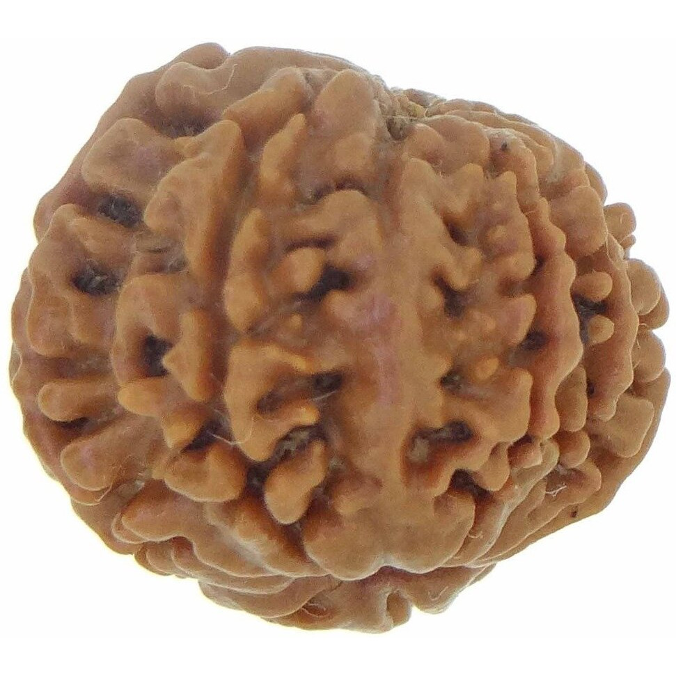 Arihant Gems & Jewels 9 Mukhi/Faced Nepali Rudraksha | Natural & Certified | Astrological Nine Mukhi/Faced Rudraksha | Positive Effect | Unisex Both for Men & Women